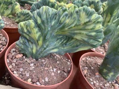 myrtillocactus geometrizans cristata variegata