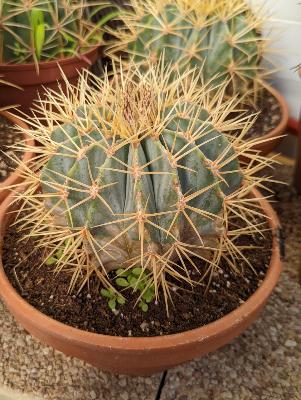 ferocactus glaucescens