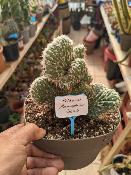 phylocereus leucocephalus cv cristata
