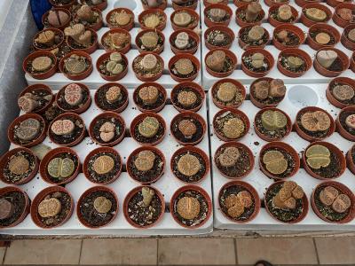 Lot de 10 lithops 