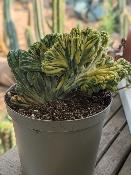 myrtillocactus geometrizans cristata variegata