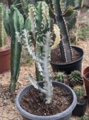 Euphorbia lactea varieagata cv. white ghost