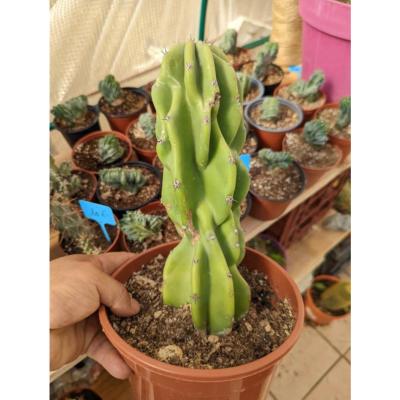 cereus Forbesii Monstreux