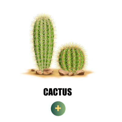 Vente en ligne de cactus