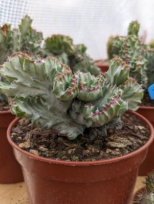 Euphorbia lactea varieagata cv.  grey ghost