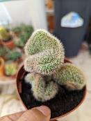 cleistocactus strausii cv. cristata