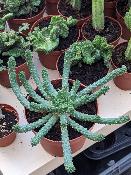 euphorbia médusa cv. inermis