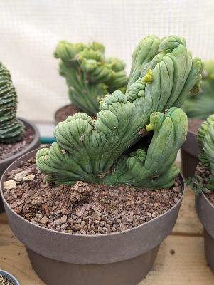 Trichocereus bridgesii cristata 