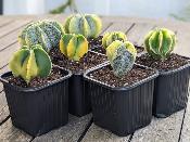 astrophytum myriostigma cv variegata