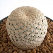 Euphorbia piscidermis