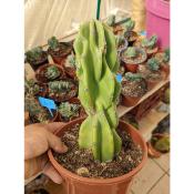 cereus Forbesii Monstreux