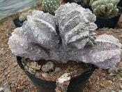 astrophytum myriostigma cv. onzuka cristata