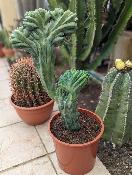 myrtillocactus geometrizans cristata