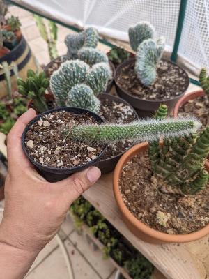 Cleistocactus colademononis