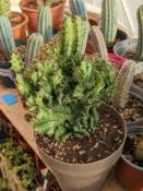 Euphorbia lactea cristata