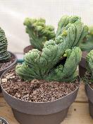 Trichocereus bridgesii cristata 