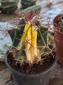 ferocactus coloratus variegata