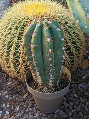 Trichocereus tersheskii en pot de 20