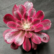 Aeonium Mdusa