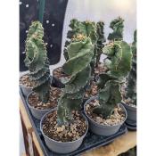Cereus forbesii spiralis