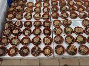Lot de 10 lithops 