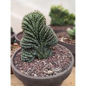 Pachycereus Marginatus Cristata
