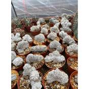 astrophytum myriostigma cv. onzuka cristata