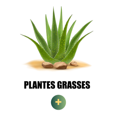 Vente en ligne de plantes grasses
