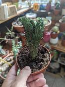 euphorbia enopla cristata