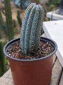 Ciperocereus 