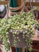 senecio rowleyanus variegata