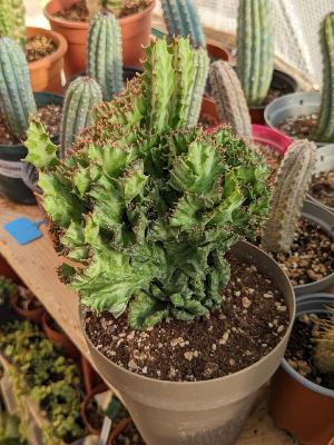 Euphorbia lactea cristata