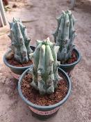 Stenocereus beneckei