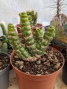 eulychnia castanea spiralis cv cristata
