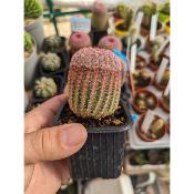 Echinocereus rigidissimus ssp rubispinus