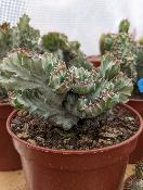 Euphorbia lactea varieagata cv.  grey ghost