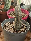 euphorbia abdelkuri