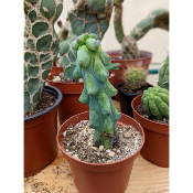 Myrtillocactus geometrizans fukurokuryuzinboku