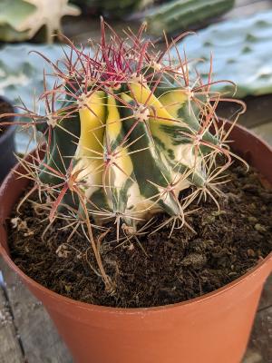 ferocactus coloratus variegata