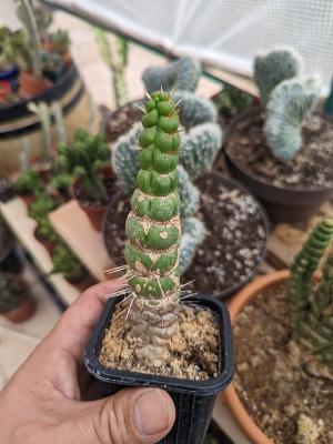 eulychnia castanea spiralis