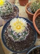 coryphantha retusa