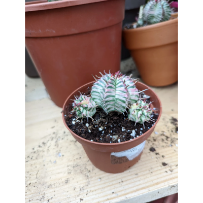 Euphorbia meloformis variegata