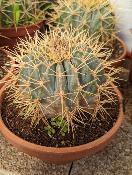 ferocactus glaucescens