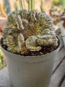 astrophytum myriostigma cv. onzuka cristata