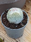 epithelantha micromeris
