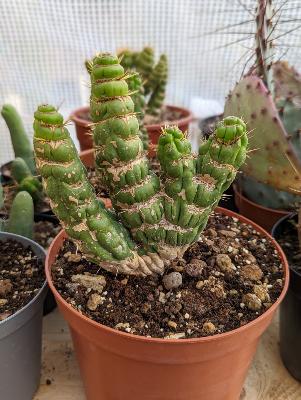eulychnia castanea spiralis cv cristata
