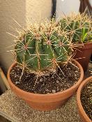 ferocactus histrix