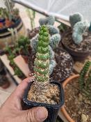 eulychnia castanea spiralis